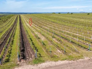 Prodej pole, Velké Bílovice, 3706 m2