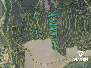 Prodej podílu lesa, Koloveč, 2599 m2