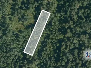 Prodej lesa, Borkovice, 1472 m2