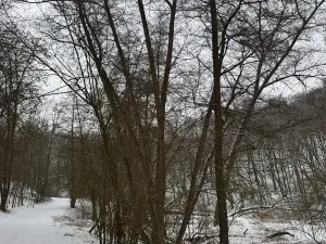 Prodej lesa, Chotiměř, 26763 m2