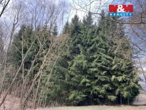 Prodej lesa, Košťálov - Kundratice, 4244 m2
