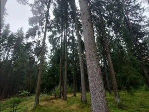 Prodej lesa, Otín, 829 m2