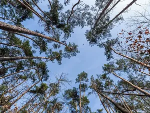 Prodej pozemku pro bydlení, Hradištko, Kersko, 4428 m2