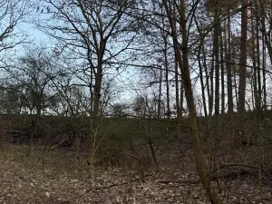 Prodej lesa, Velké Všelisy, 8197 m2