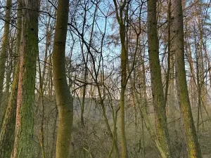 Prodej lesa, Velké Všelisy, 8197 m2