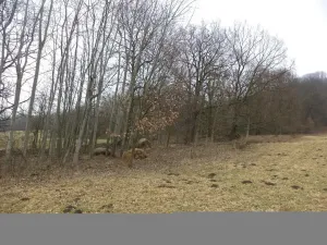 Prodej pole, Česká Kamenice - Horní Kamenice, 5161 m2