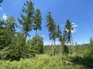 Prodej lesa, Kropáčova Vrutice - Sušno, 15167 m2