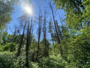 Prodej lesa, Kropáčova Vrutice - Sušno, 15167 m2