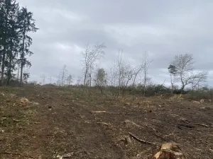 Prodej lesa, Blížejov - Lštění, 7793 m2