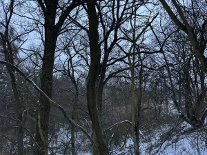 Prodej lesa, Kralupy nad Vltavou, 20392 m2