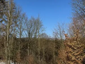 Prodej lesa, Zborov, 6700 m2