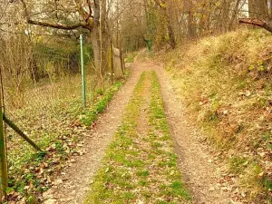 Prodej zahrady, Domažlice, 647 m2