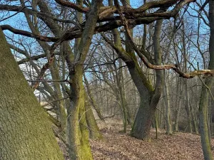 Prodej lesa, Kroměříž, 1674 m2