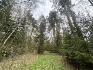 Prodej pozemku, Volfířov - Brandlín, 5958 m2