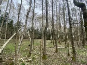 Prodej pozemku, Volfířov - Brandlín, 5958 m2