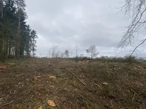 Prodej lesa, Blížejov - Lštění, 7793 m2