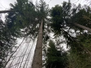 Prodej lesa, Kolinec - Buršice, 3423 m2