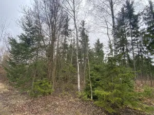 Prodej lesa, Kolinec - Buršice, 5195 m2