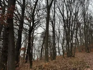 Prodej lesa, Ústí nad Labem, 41840 m2