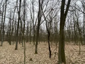 Prodej lesa, Silůvky, 2829 m2