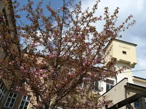 Pronájem ordinace, Hradec Králové, Pospíšilova, 55 m2