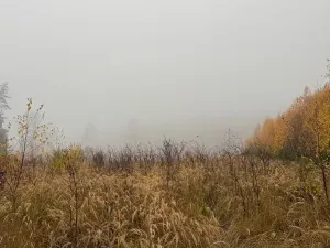 Prodej lesa, Úboč, 13538 m2