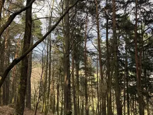 Prodej lesa, Český Dub, 17551 m2