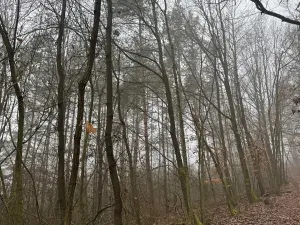 Prodej lesa, Chotiněves, 3854 m2