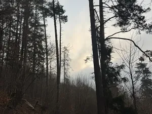 Prodej podílu lesa, Malá Bystřice, 5829 m2