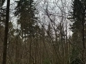 Prodej pole, Hlavňovice, 11738 m2