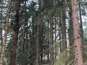 Prodej pole, Hlavňovice, 11738 m2