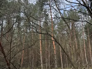 Prodej podílu lesa, Račice, 38354 m2