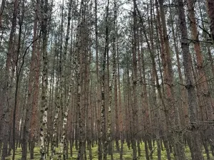 Prodej podílu lesa, Račice, 38354 m2