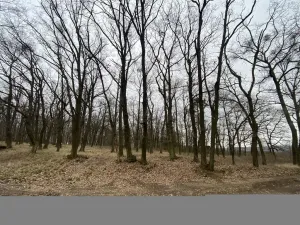 Prodej lesa, Silůvky, 3896 m2