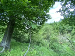 Prodej lesa, Blížejov - Lštění, 4481 m2