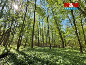 Prodej lesa, Přerov nad Labem, 70048 m2