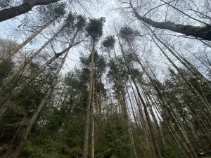 Prodej pozemku, Volfířov - Brandlín, 5958 m2