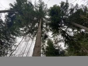 Prodej lesa, Kolinec - Buršice, 3423 m2