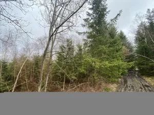 Prodej lesa, Kolinec - Buršice, 5195 m2