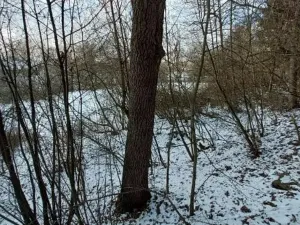 Prodej lesa, Hořepník, 10345 m2