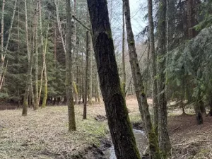 Prodej lesa, Mrákov, 34704 m2