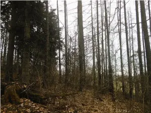 Prodej podílu lesa, Postřelmůvek, 5208 m2