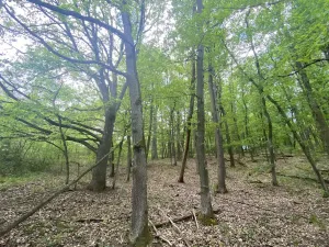 Prodej lesa, Silůvky, 1739 m2
