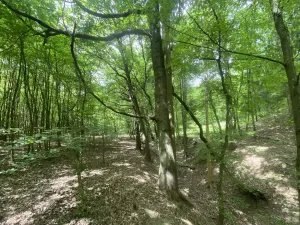 Prodej lesa, Silůvky, 310 m2