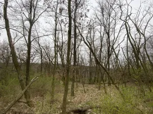 Prodej lesa, Silůvky, 375 m2
