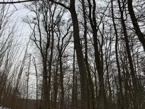 Prodej podílu lesa, Šitbořice, 1075 m2