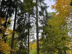 Prodej lesa, Chrášťany, 3640 m2