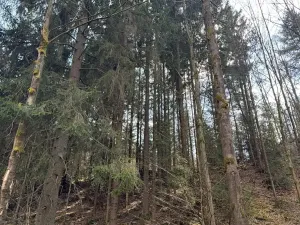 Prodej lesa, Železný Brod, 4901 m2