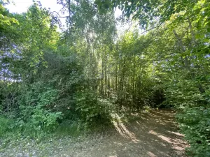 Prodej lesa, Svébohov, 1047 m2