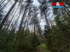 Prodej lesa, Volfířov - Brandlín, 5958 m2